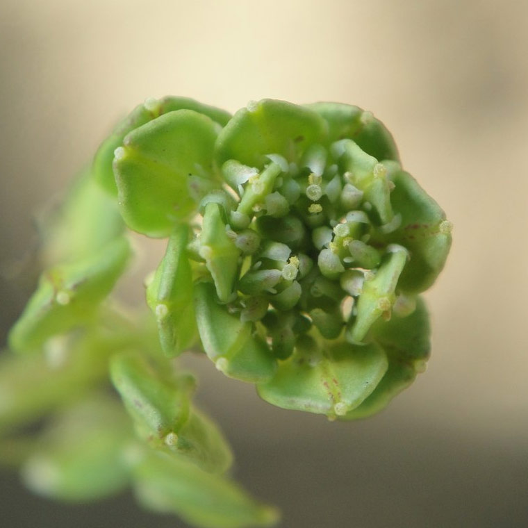 Lepidium meyenii (Maca, Peruvian ginseng)
